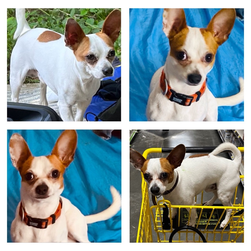Not For Sale…Missing!!!!! If you have seen him please text or call 6062911391.